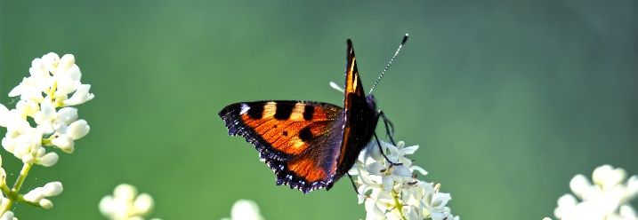 Schmetterling sitzt auf Ligusterblüte